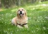 Dog Breeds that Live the Longest