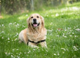 Dog Breeds that Live the Longest