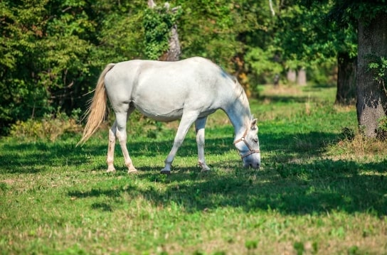 Causes and Treatment of Swollen Joints in Horses